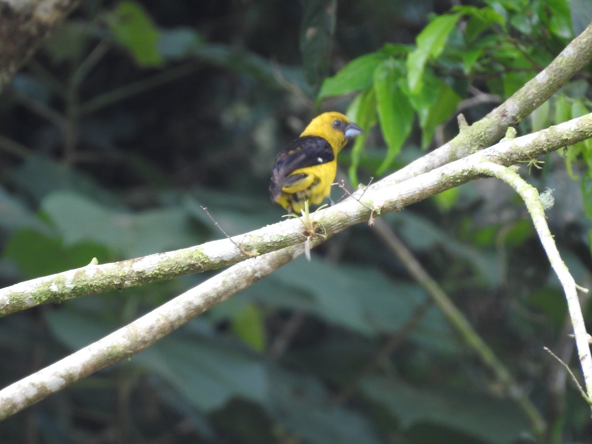 Black-thighed Grosbeak - ML644285622