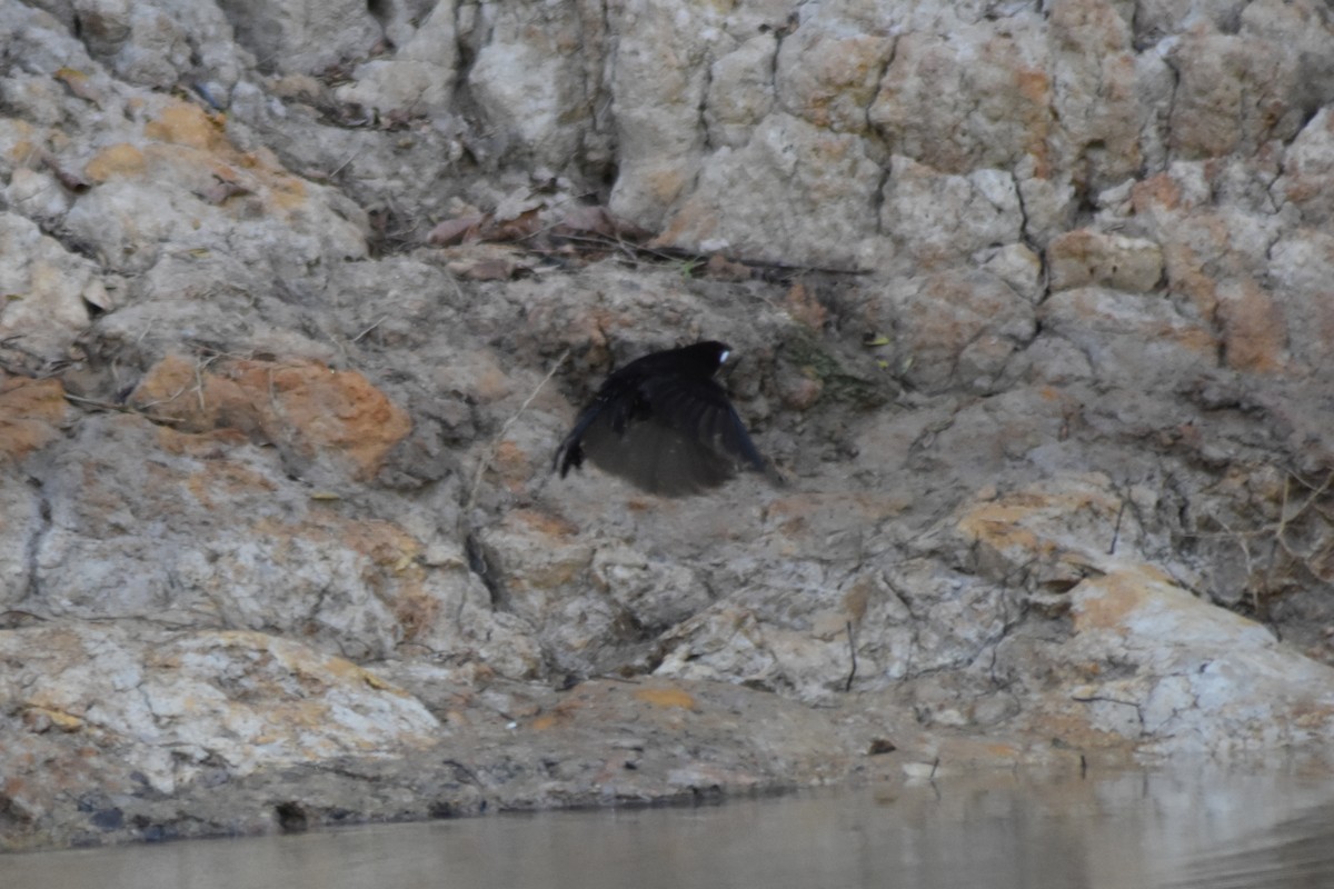 Silver-beaked Tanager - ML644285623