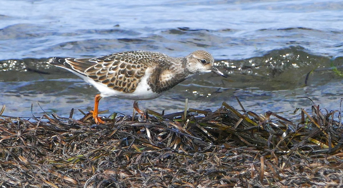 Tournepierre à collier - ML644285627
