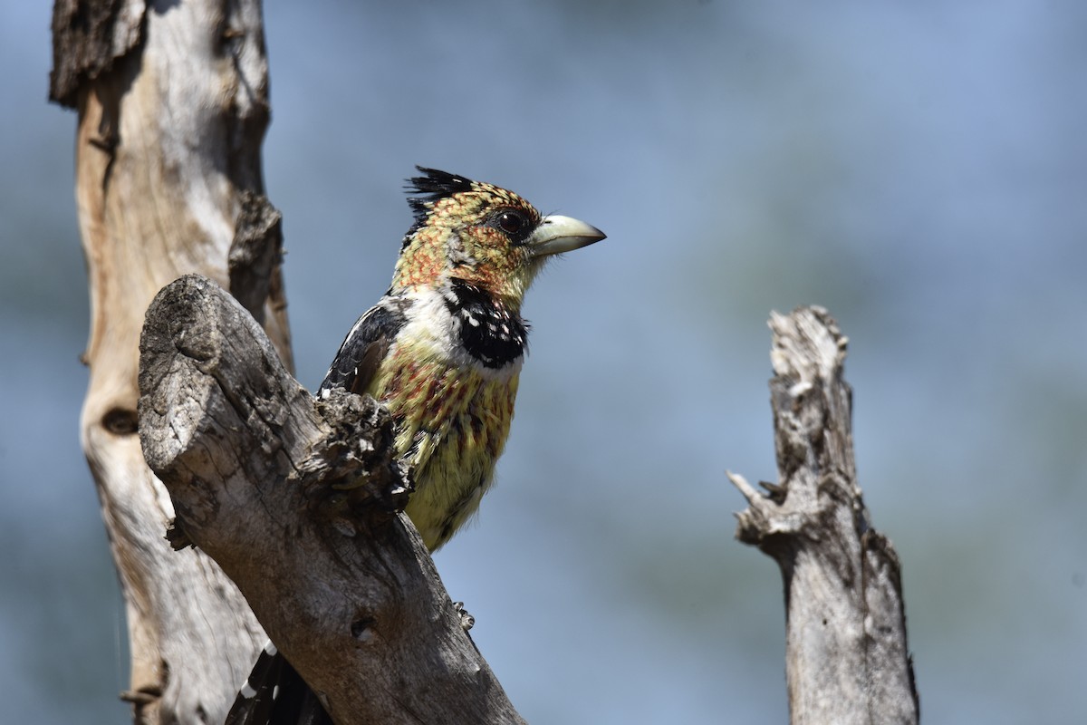 Crested Barbet - ML644285638