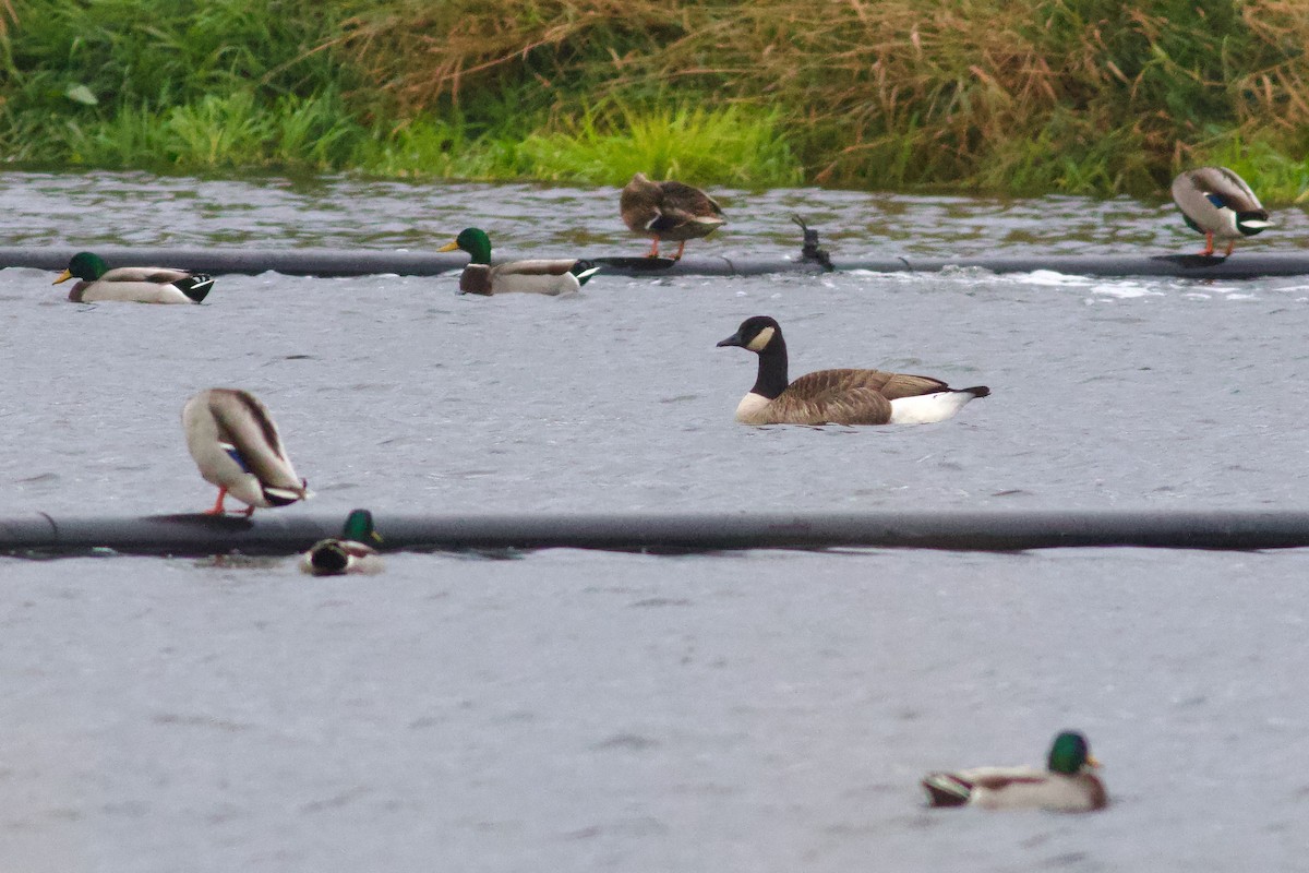 Oca canadese maggiore - ML644285654