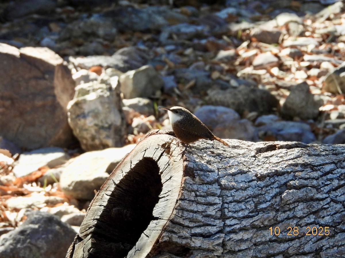 Canyon Wren - ML644285657