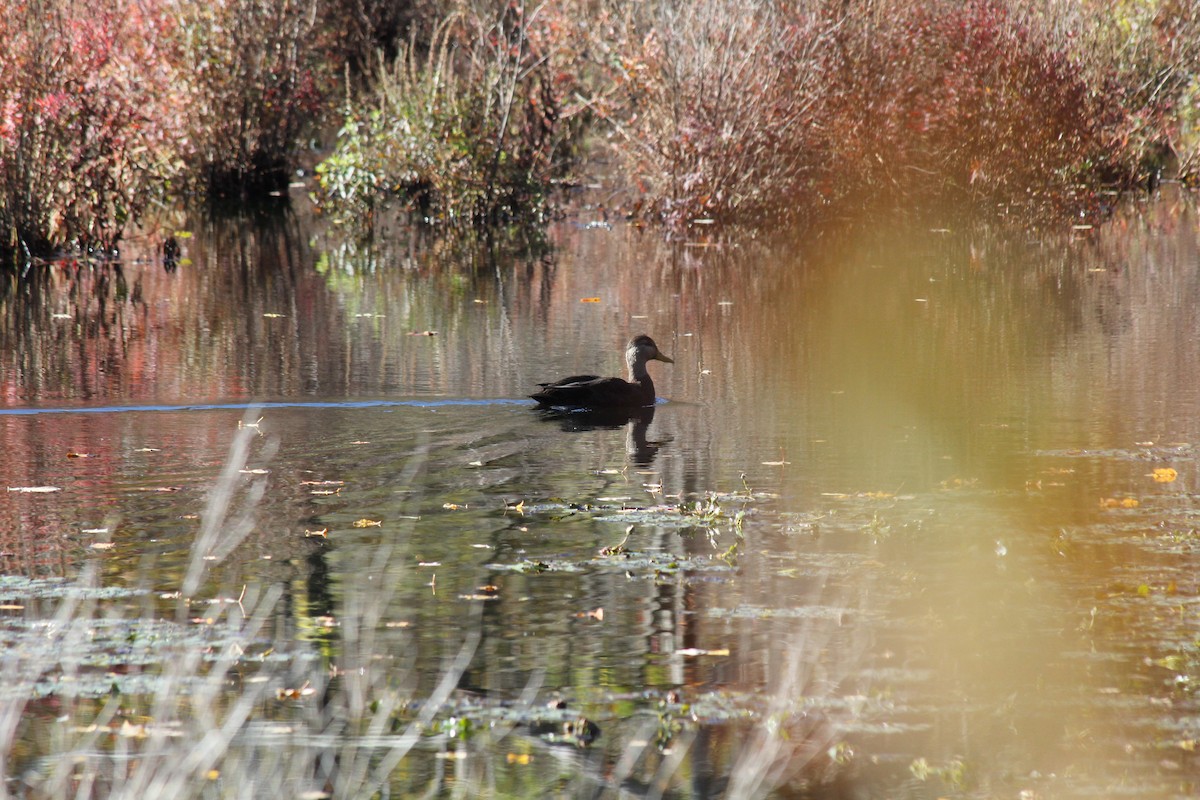 rødfotand - ML644285660