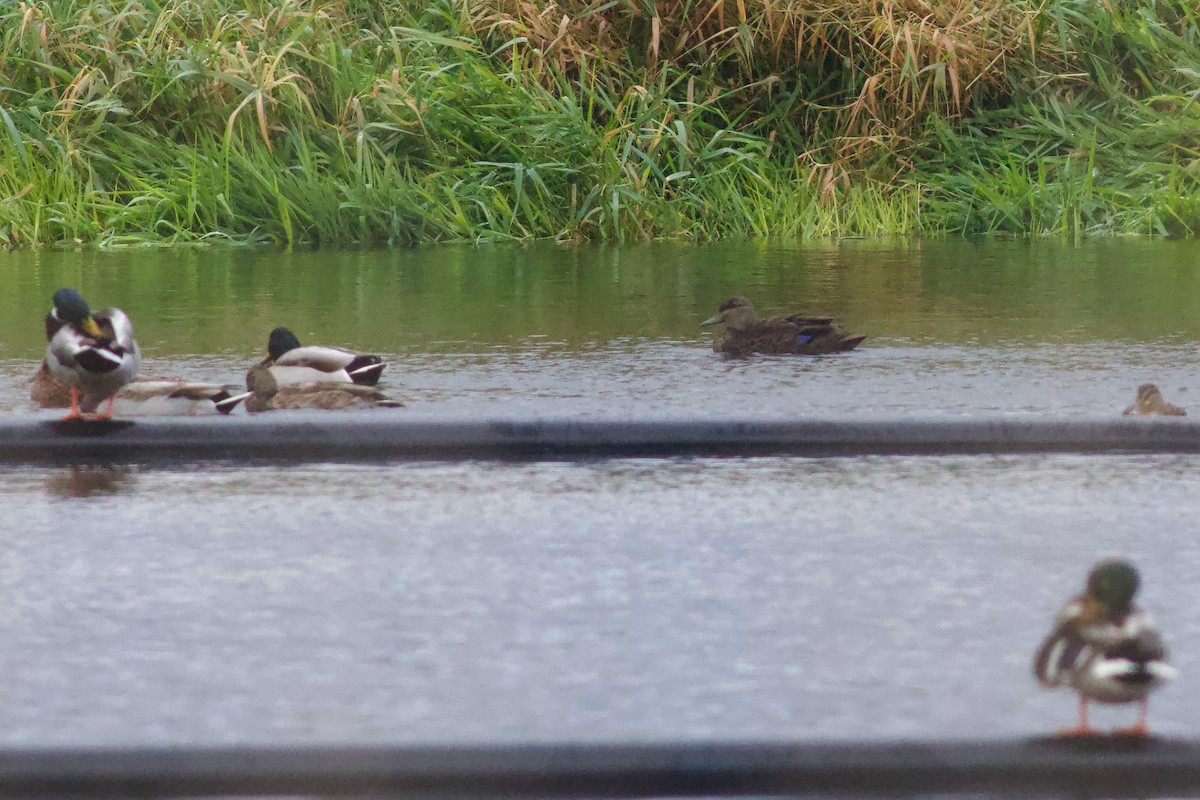 rødfotand - ML644285661