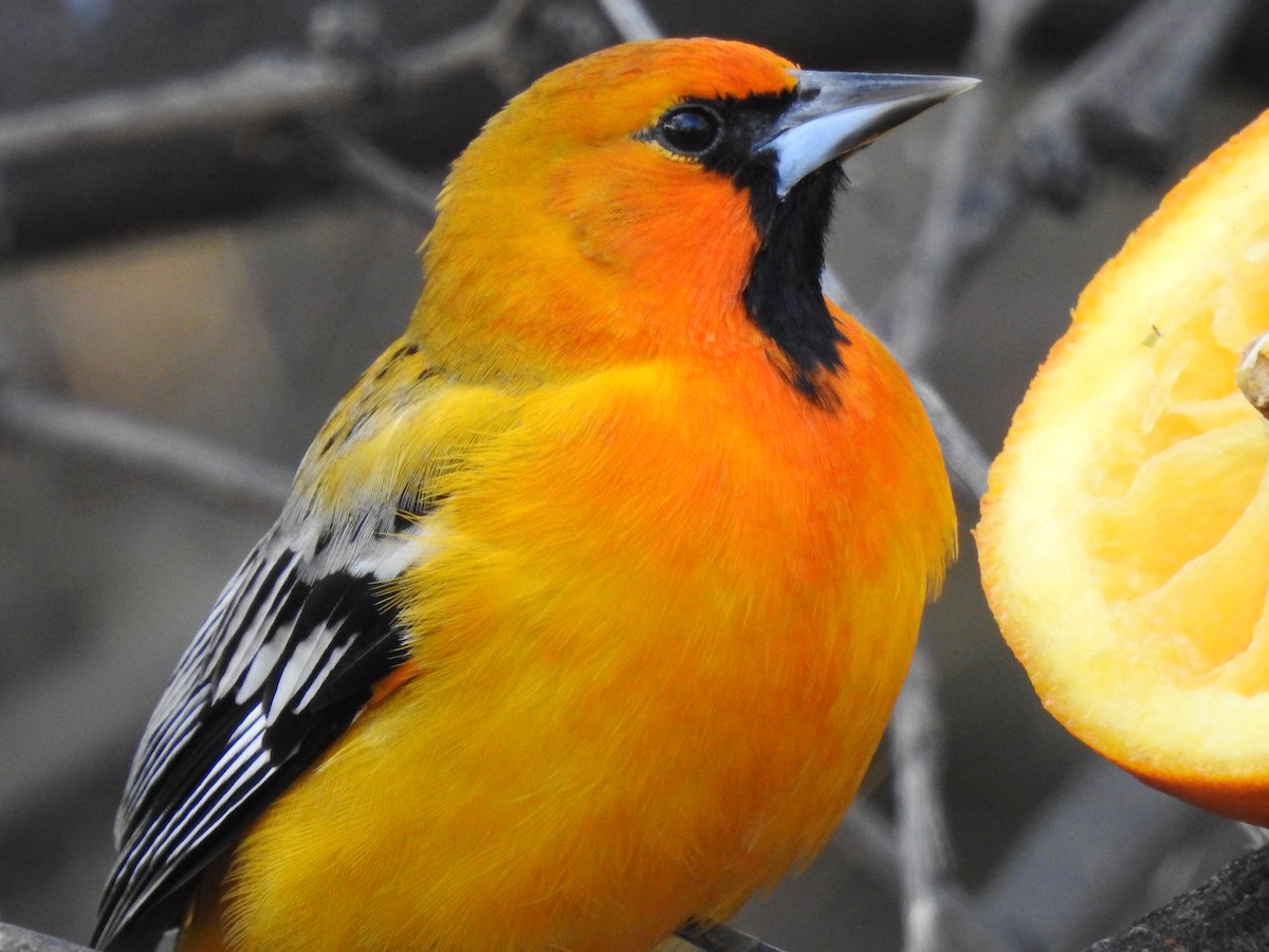 Piroltrupial - ML644285664