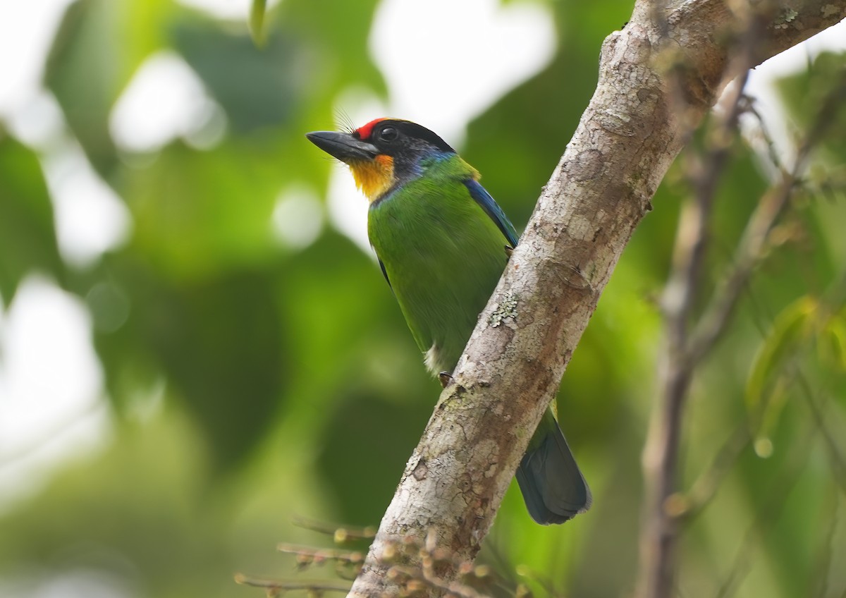 Necklaced Barbet - ML644285669
