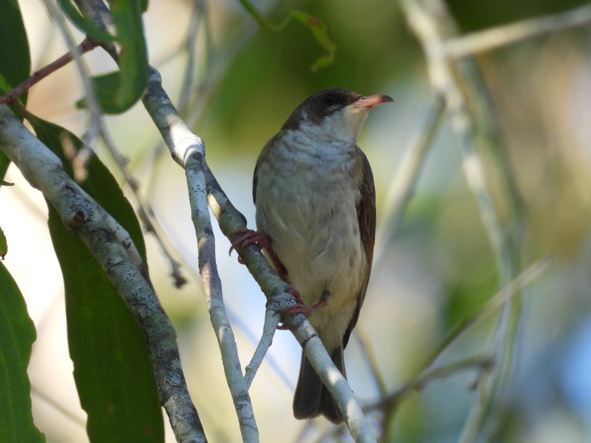 Brown-backed Honeyeater - ML644285677