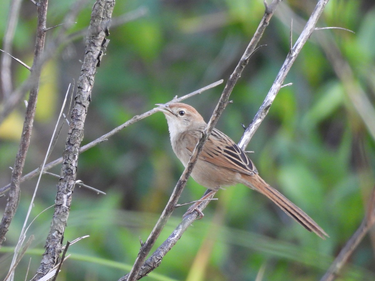 Матата руда - ML644285684