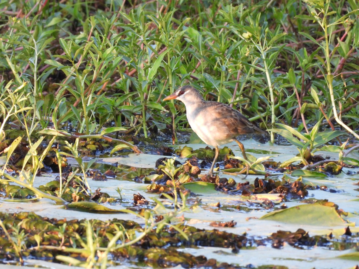 White-browed Crake - ML644285686