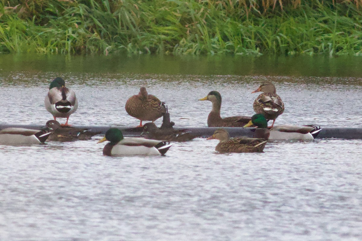 Mallard x American Black Duck (hybrid) - ML644285687