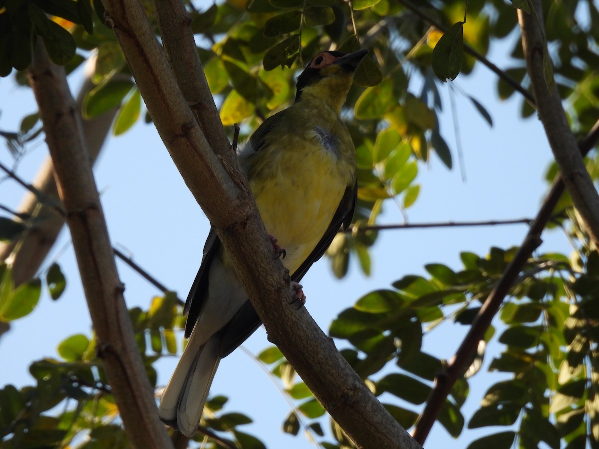 Australasian Figbird - ML644285693
