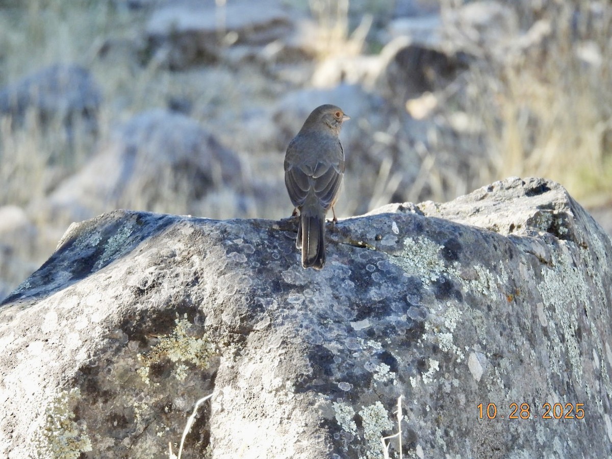 Тауї каліфорнійський - ML644285704