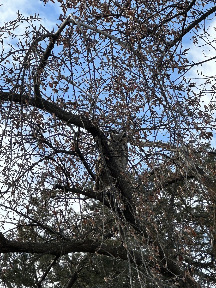 Great Horned Owl - ML644285710