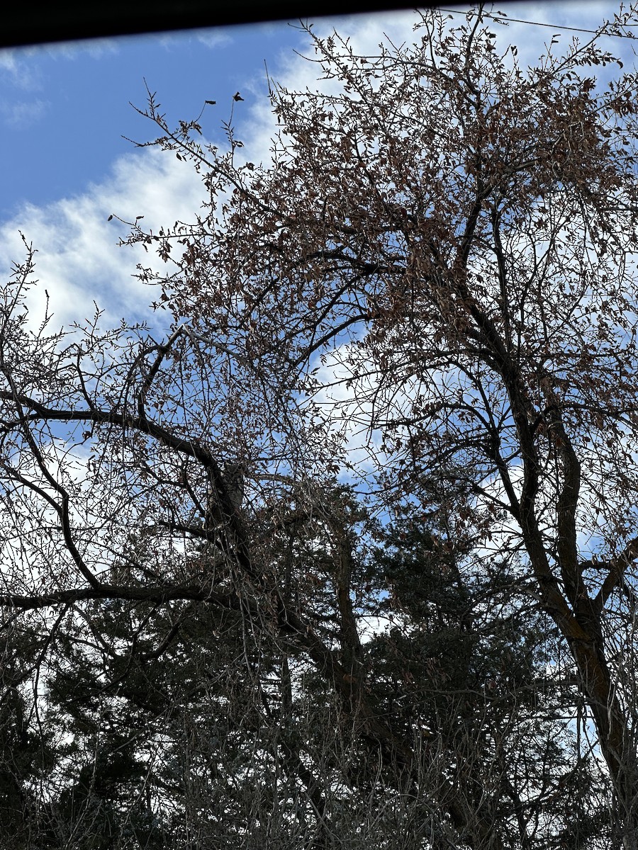 Great Horned Owl - ML644285711