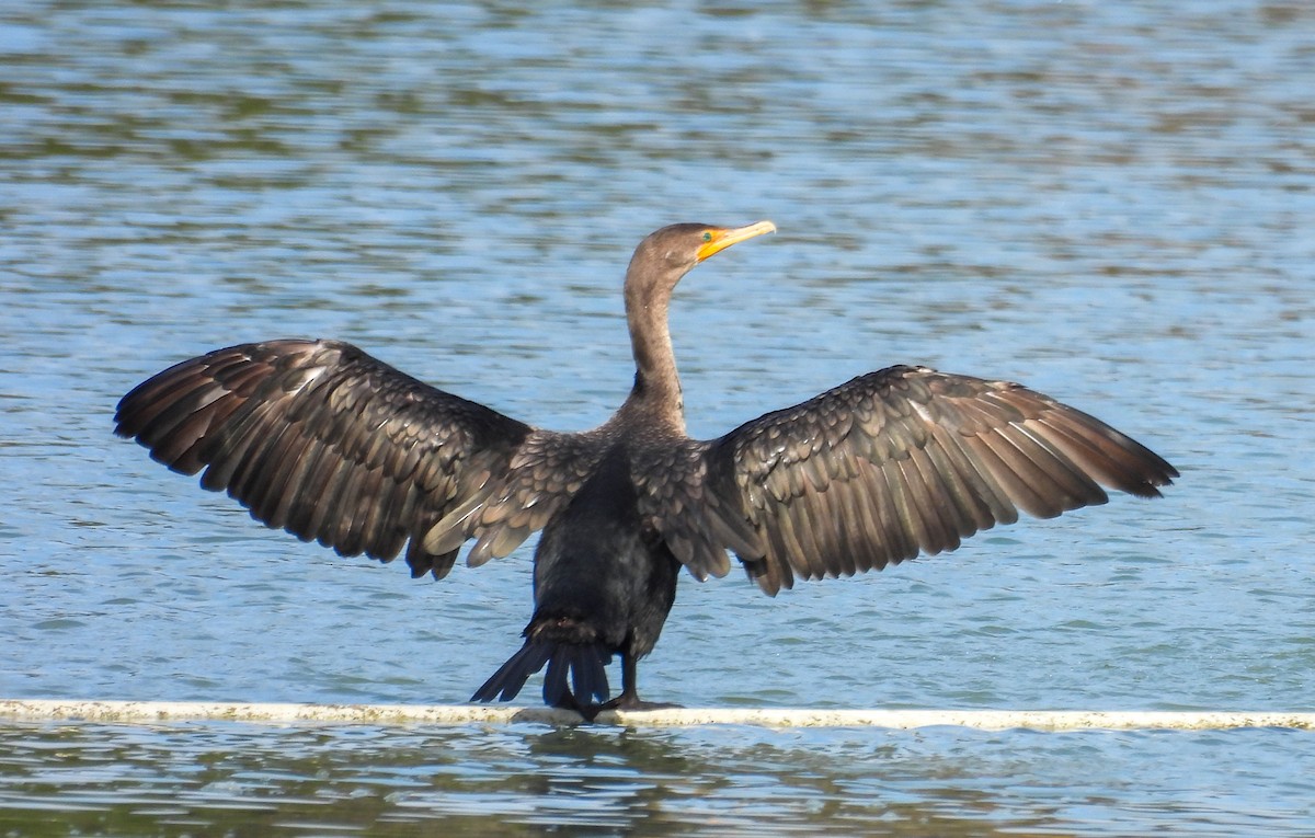 Neotropic Cormorant - ML644285717