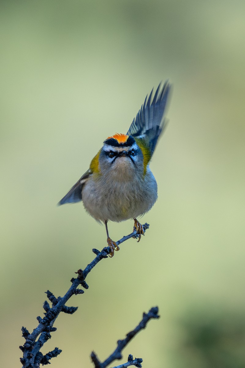 Common Firecrest - ML644285743