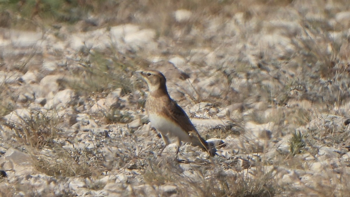 Alondra Cornuda - ML644285755