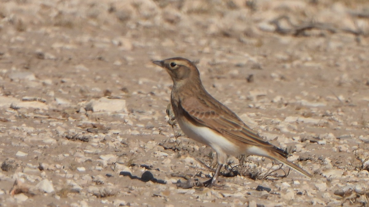 Horned Lark - ML644285756