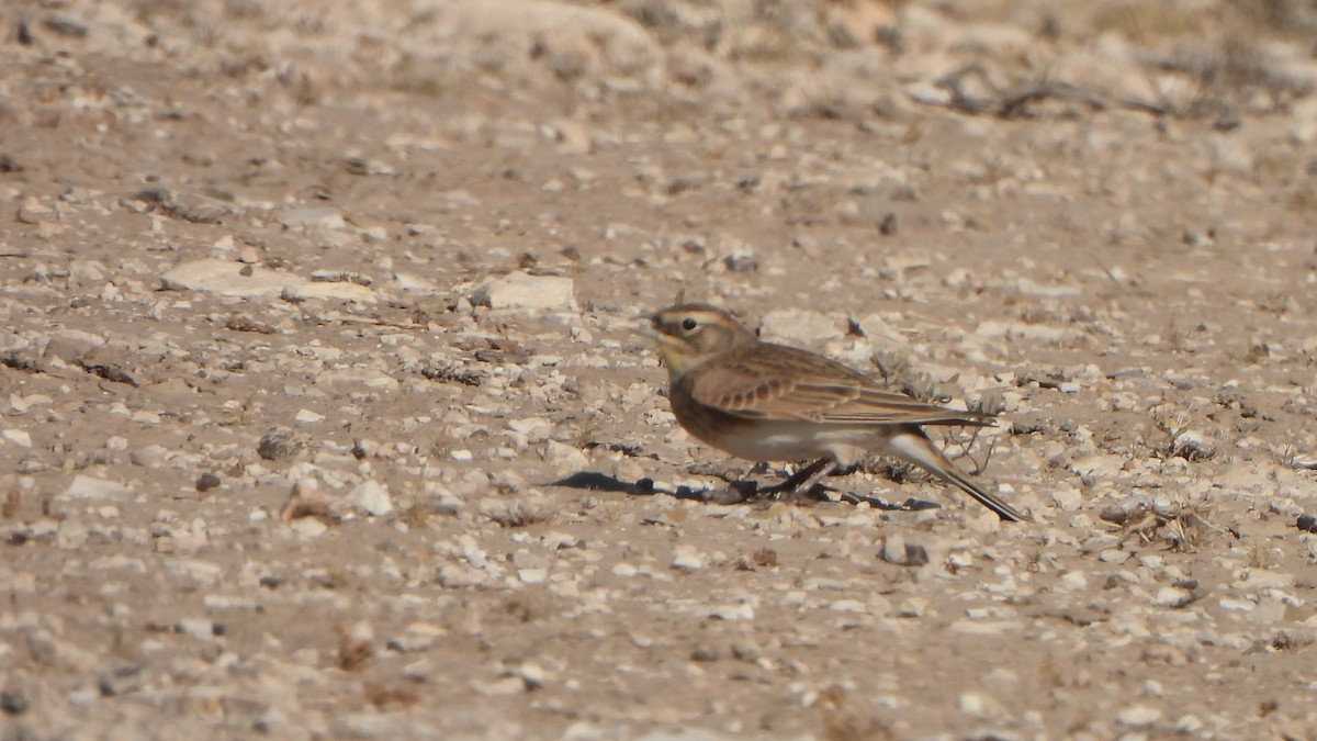 Alondra Cornuda - ML644285757