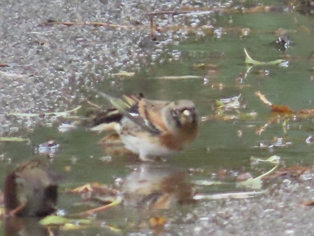 Brambling - ML644285758