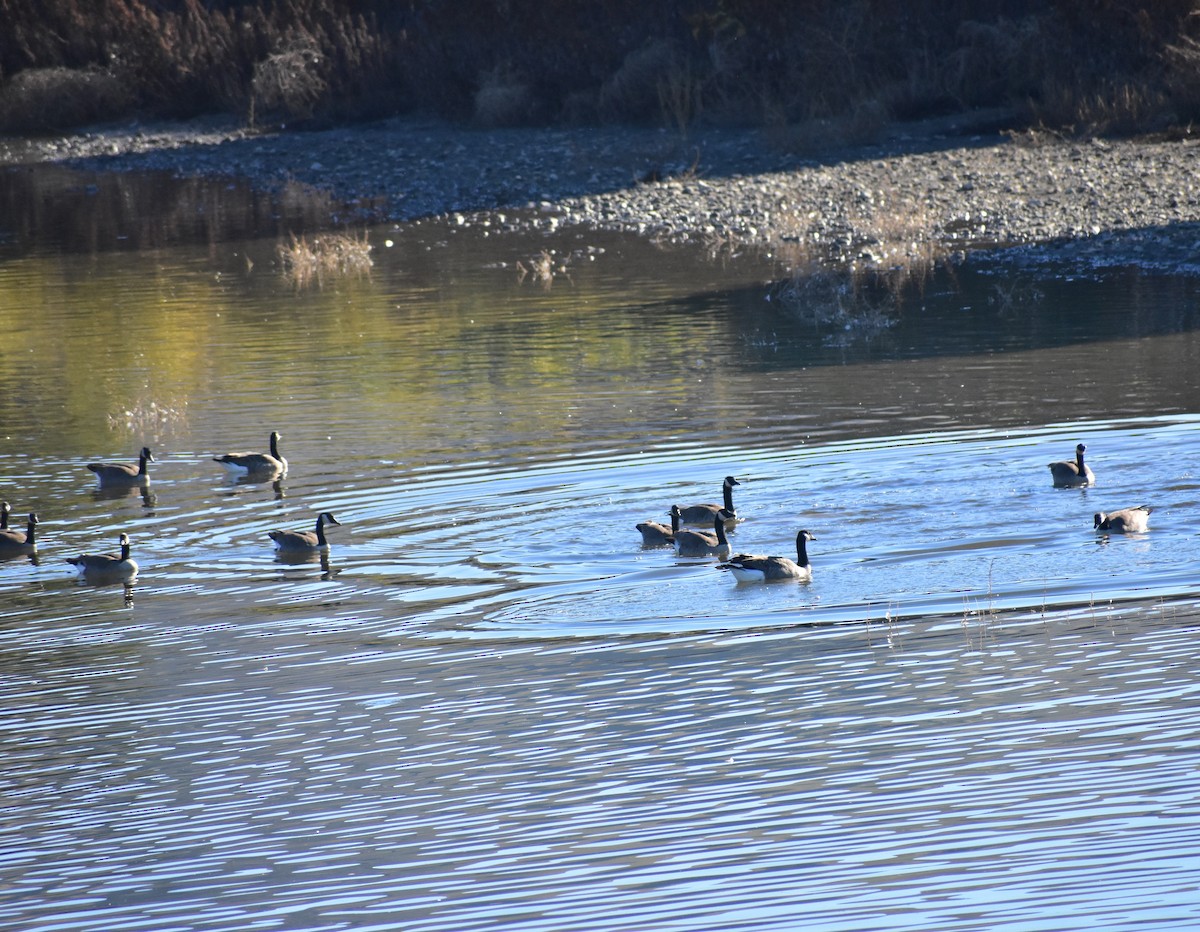 Oca canadese maggiore - ML644285761