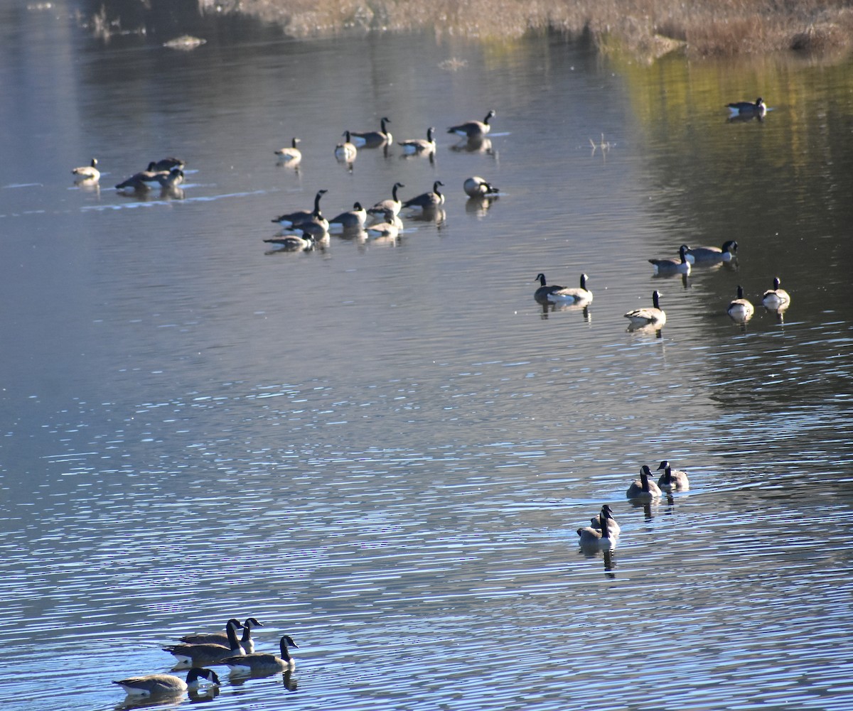 Oca canadese maggiore - ML644285763