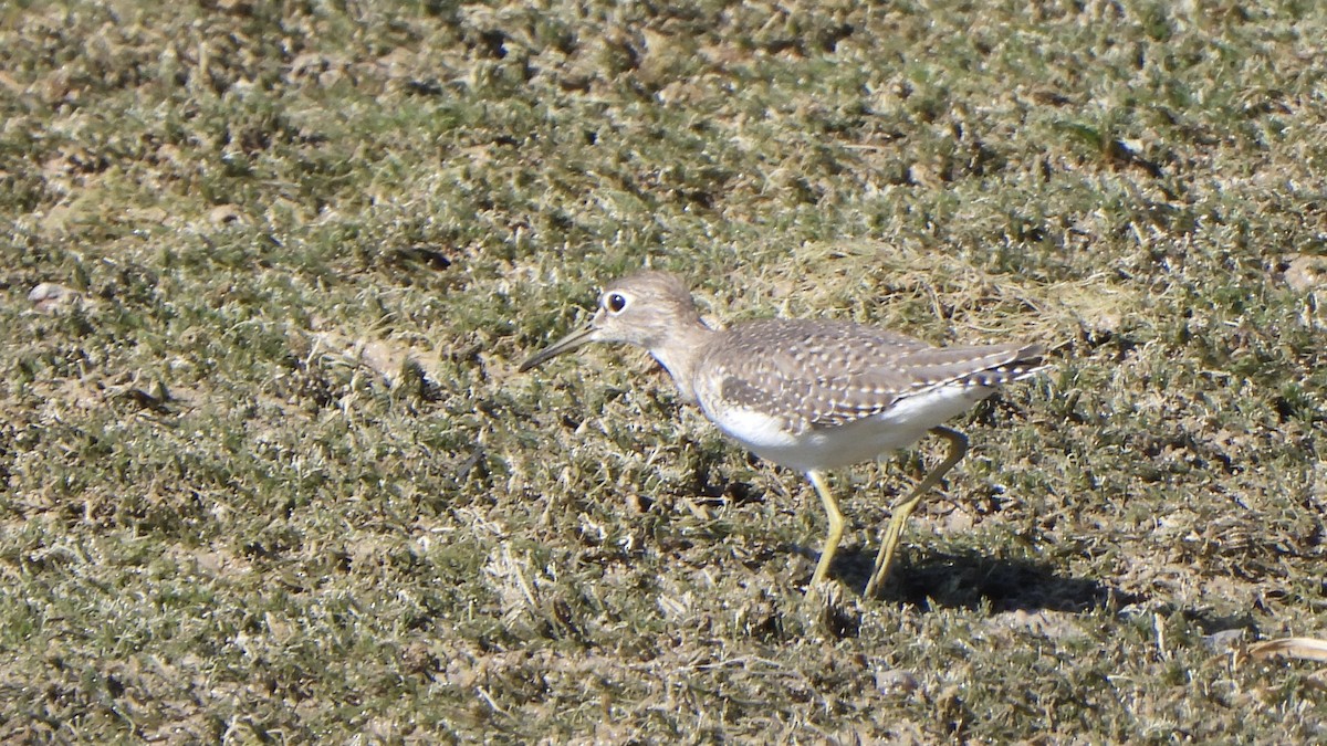 Solitary Sandpiper - ML644285771