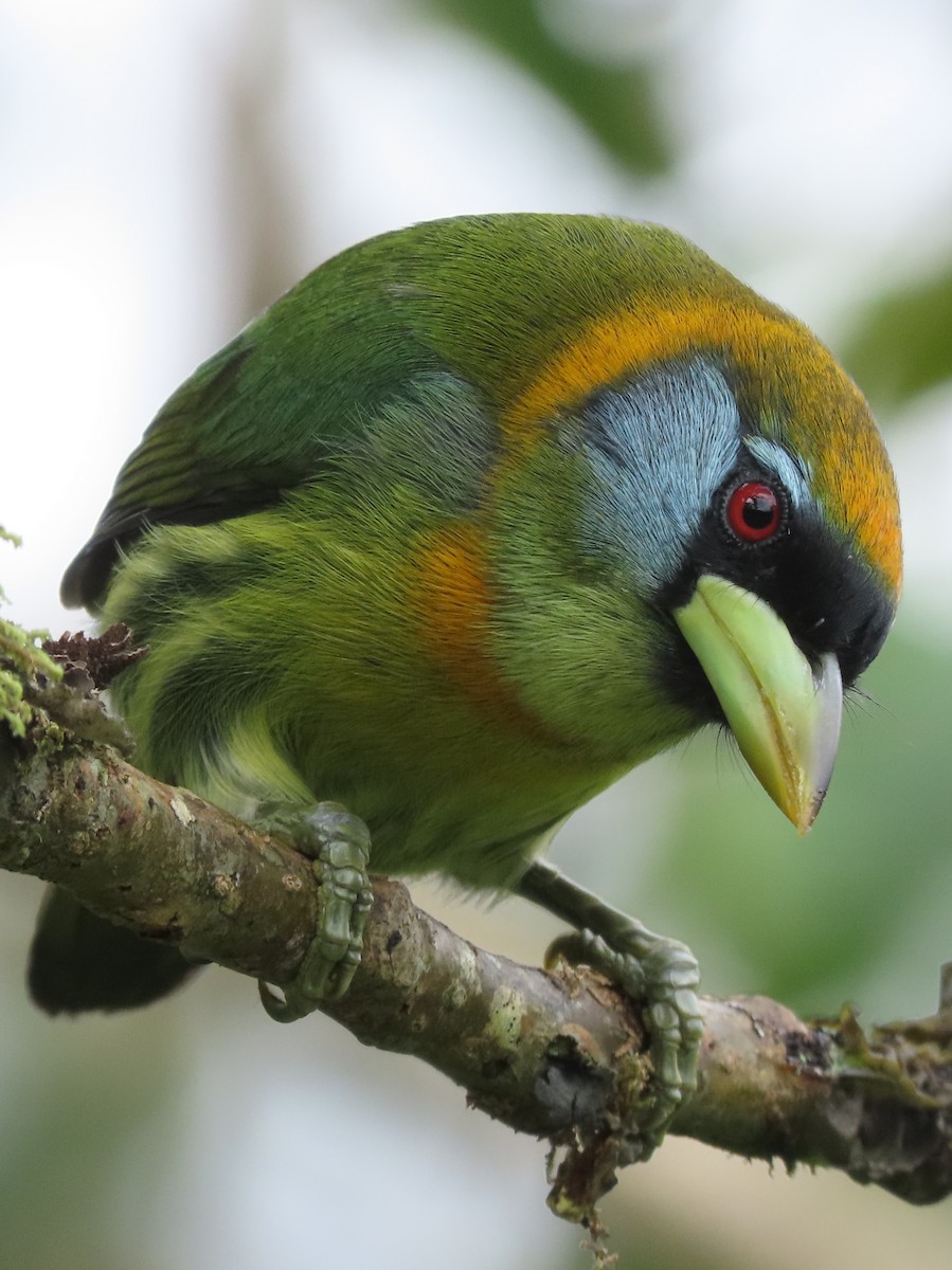 Red-headed Barbet - ML644285779