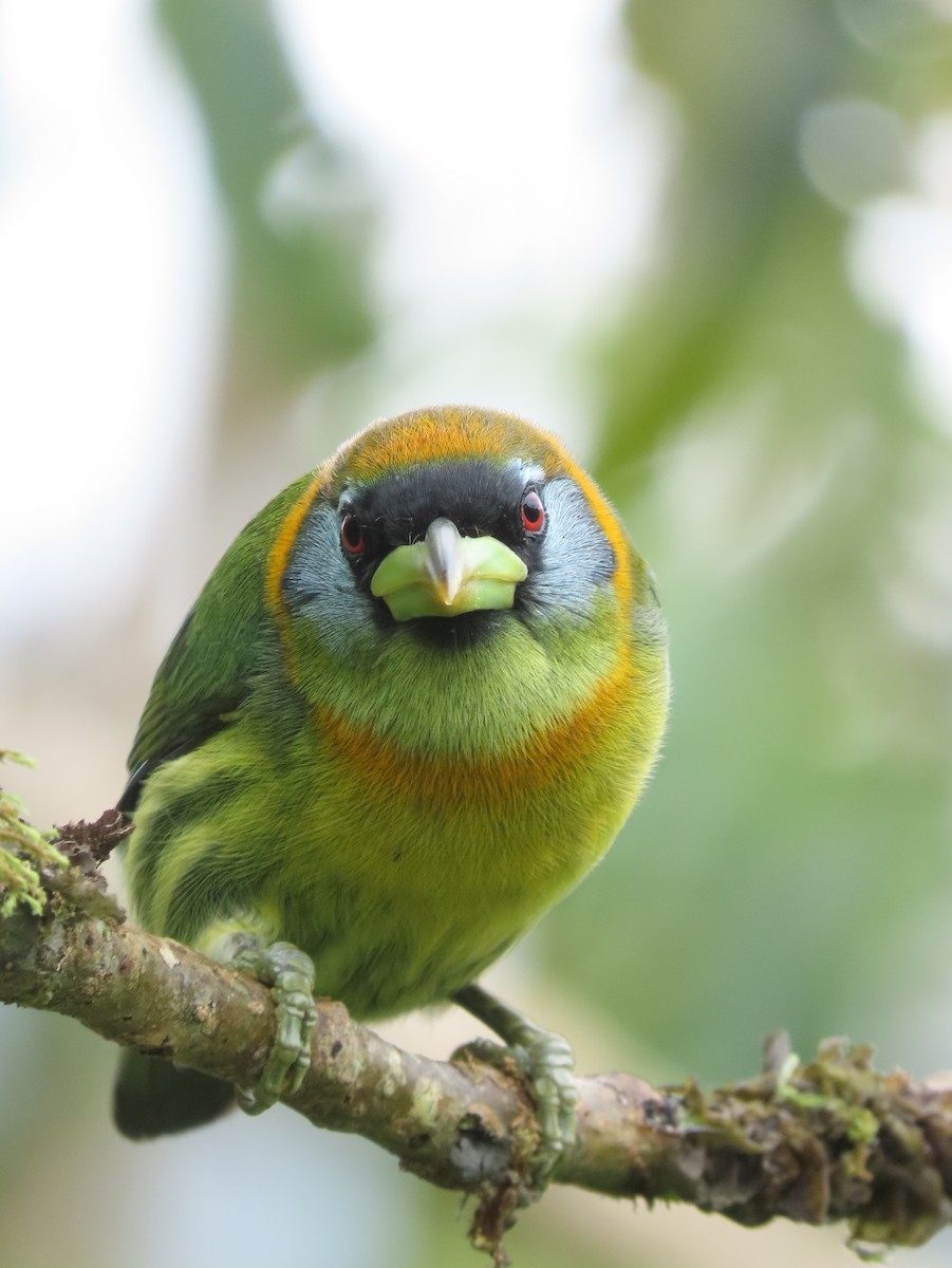 Red-headed Barbet - ML644285780