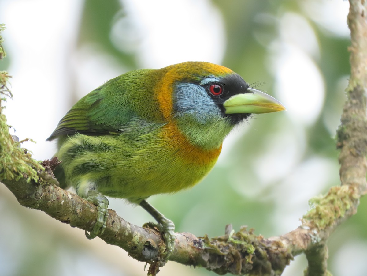 Red-headed Barbet - ML644285782