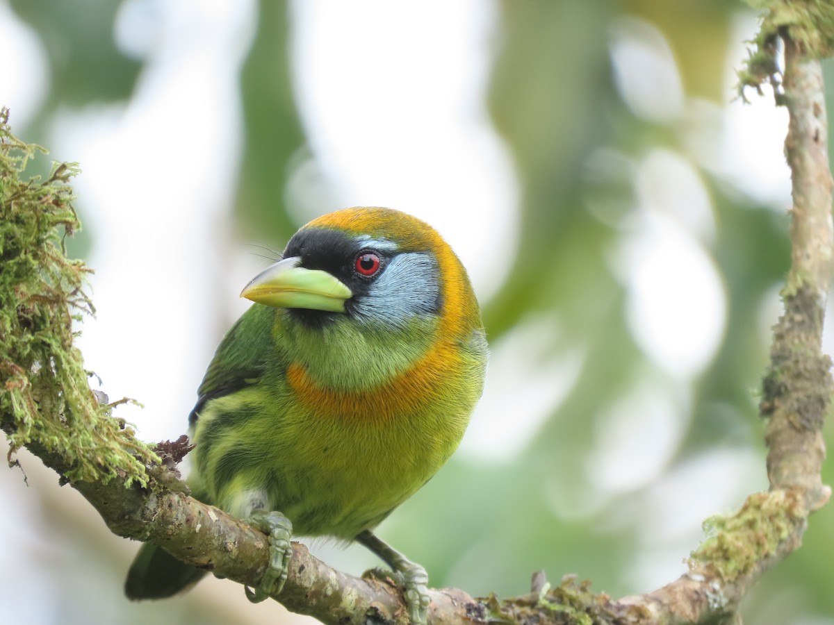 Red-headed Barbet - ML644285783