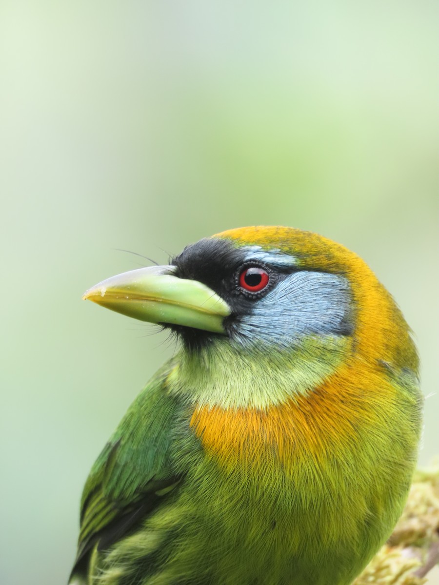 Red-headed Barbet - ML644285784