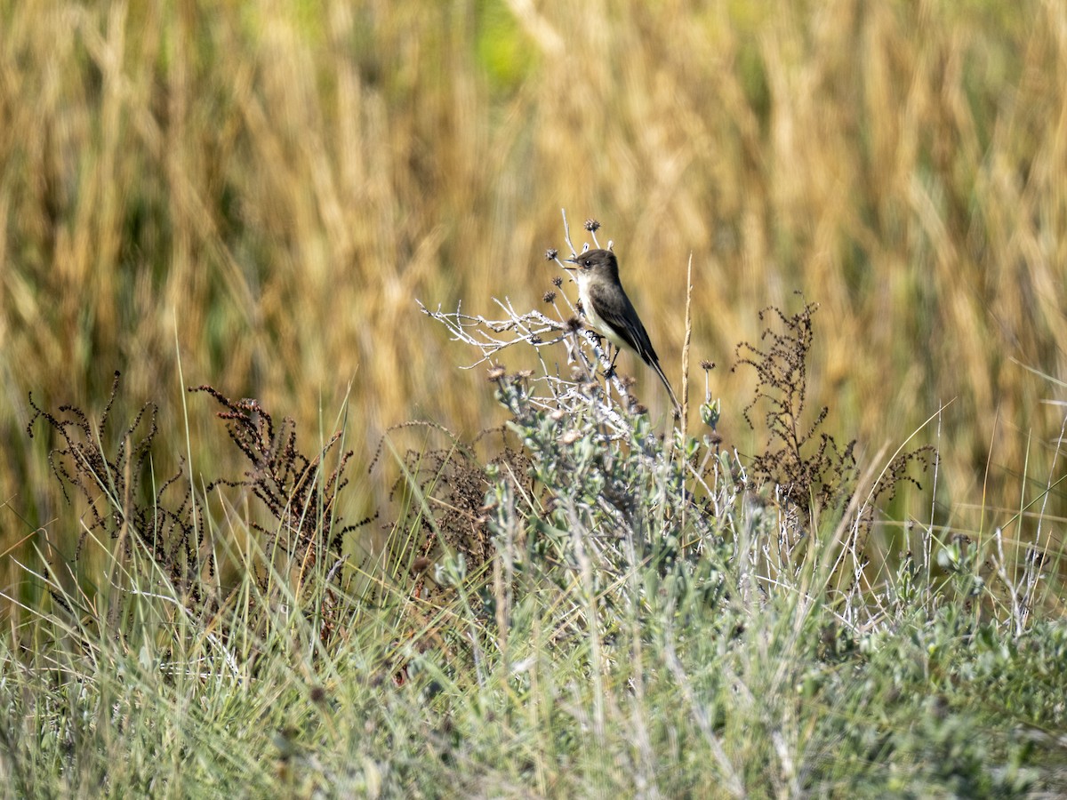 Eastern Phoebe - ML644285792