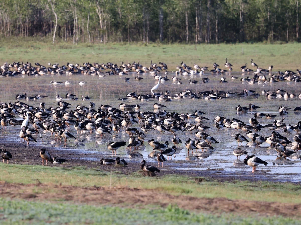 husovec strakatý - ML644285794