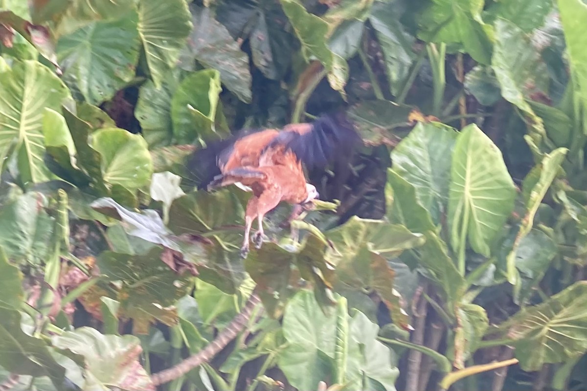 Black-collared Hawk - ML644285802