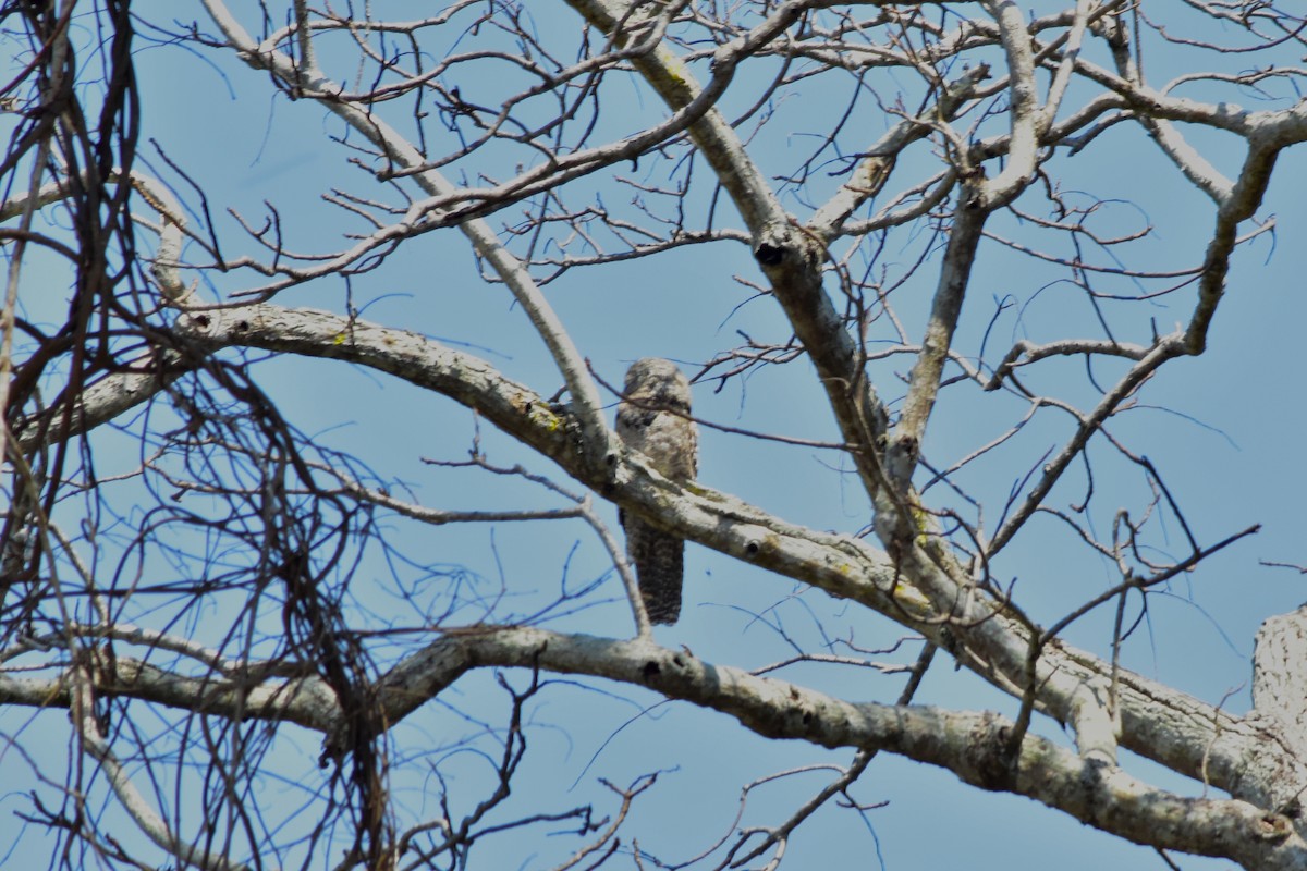 Great Potoo - ML644285809