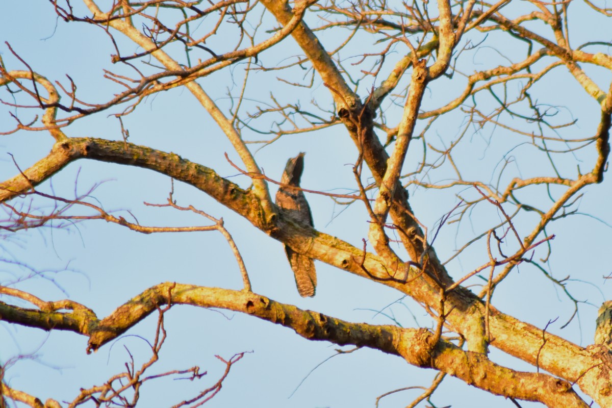 Great Potoo - ML644285810