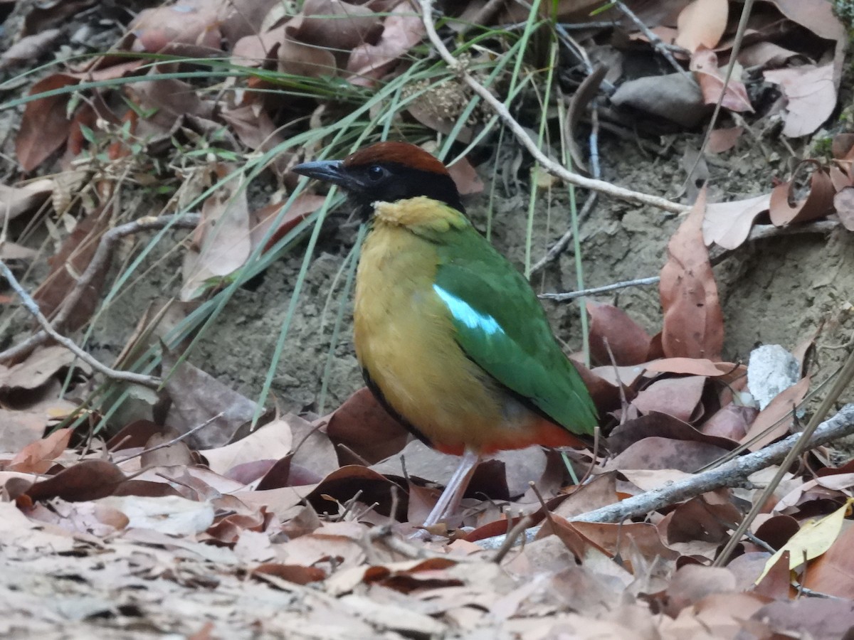 Noisy Pitta - ML644285813