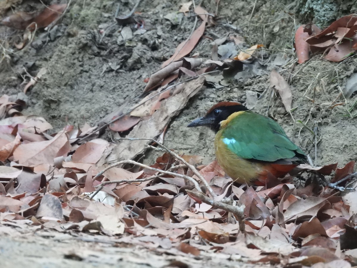 Noisy Pitta - ML644285814