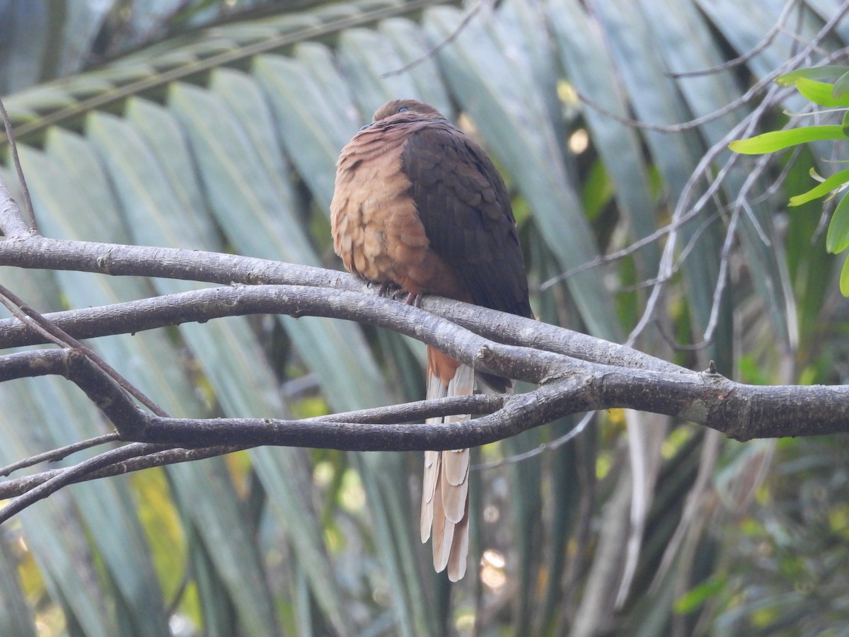 Phasianelle brune - ML644285826