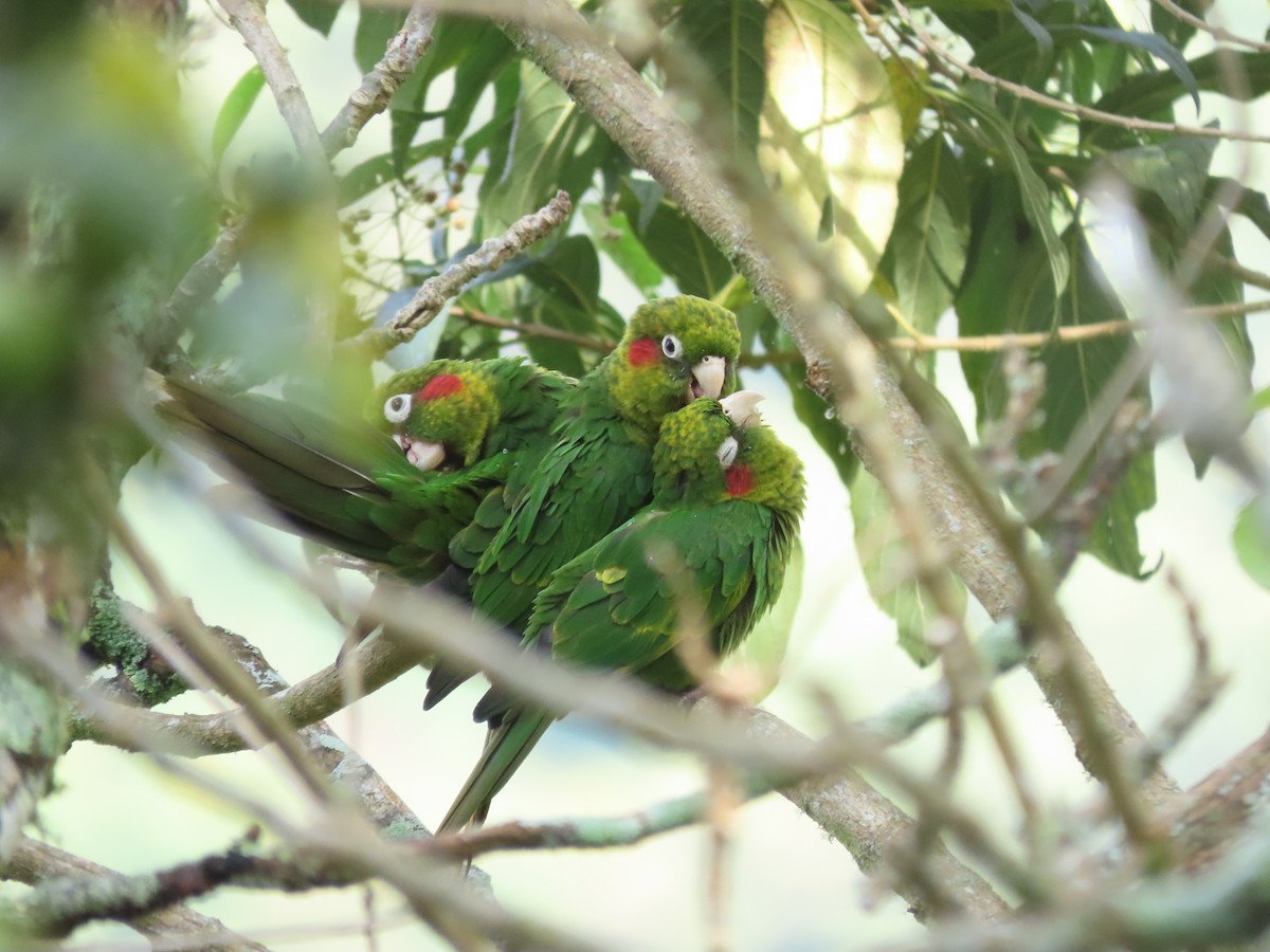 ホオベニインコ - ML644285835