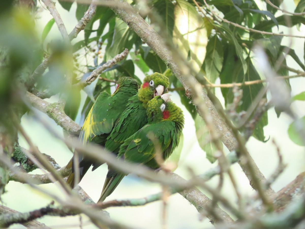 ホオベニインコ - ML644285836