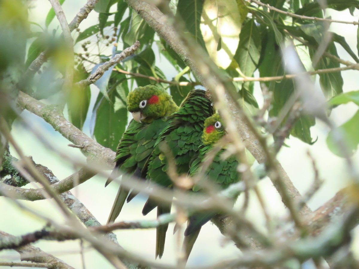 ホオベニインコ - ML644285838