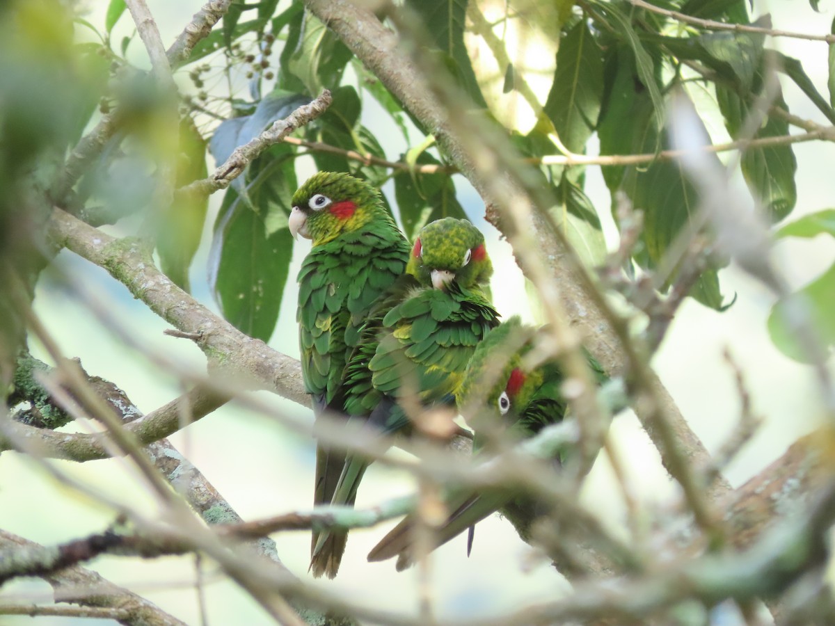 ホオベニインコ - ML644285840