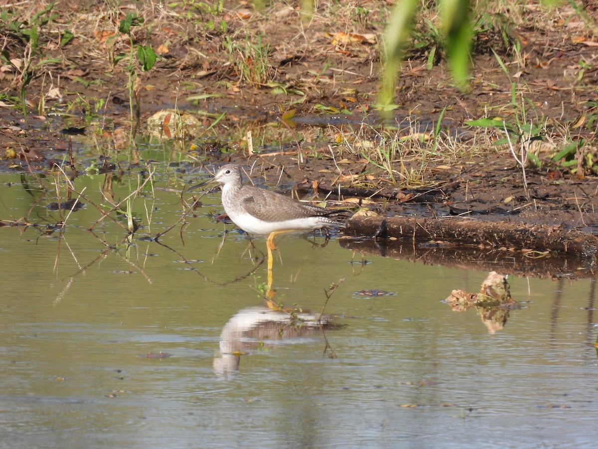 Greater Yellowlegs - ML644285858