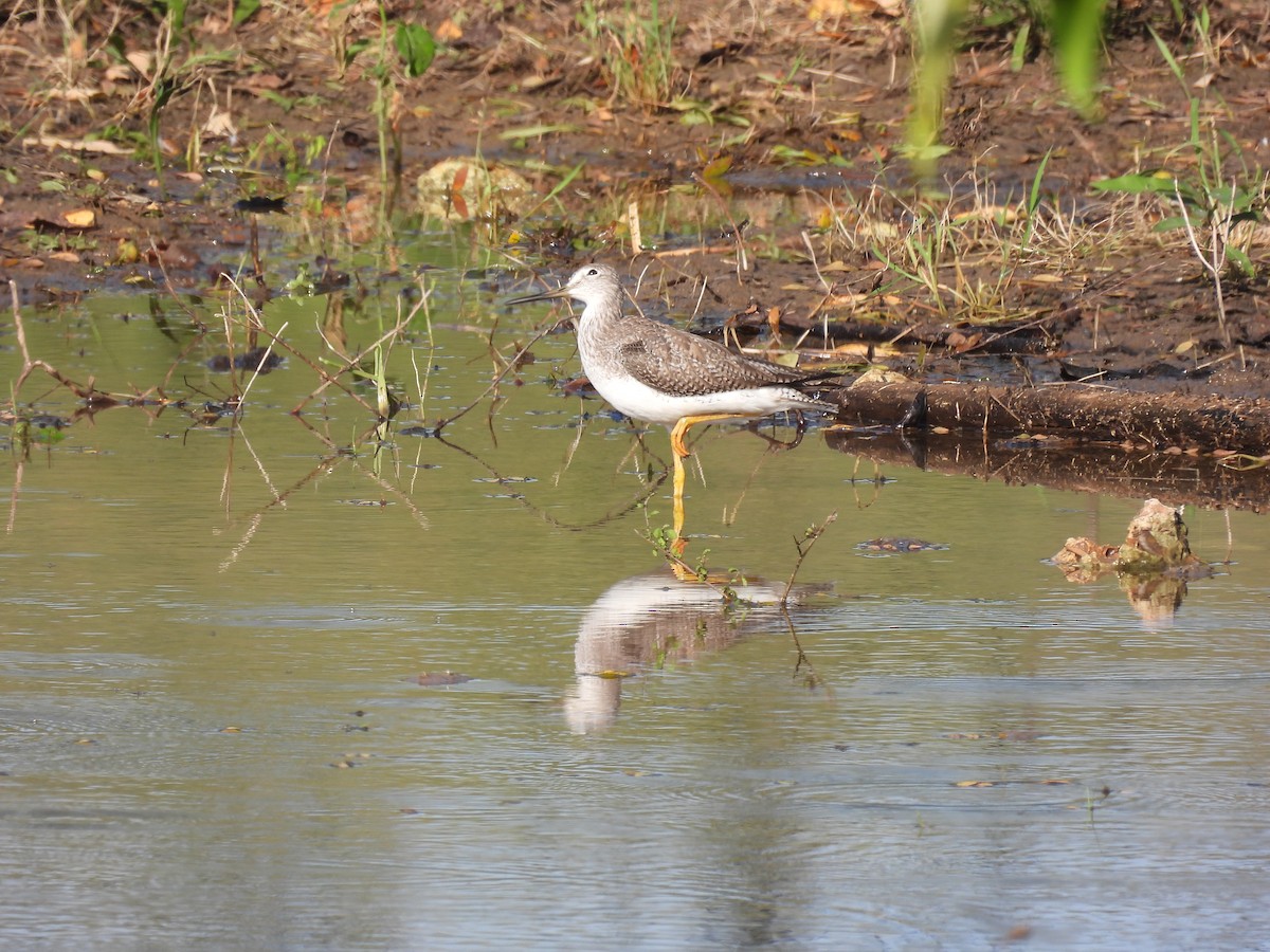 Greater Yellowlegs - ML644285859