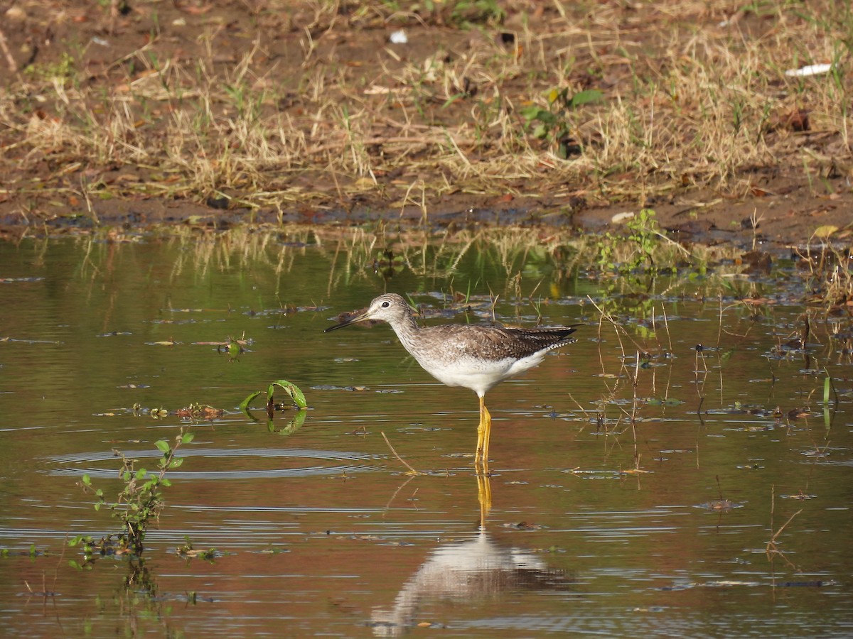 Greater Yellowlegs - ML644285860