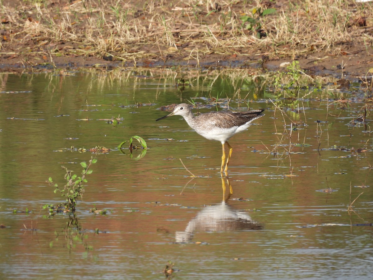 Greater Yellowlegs - ML644285861