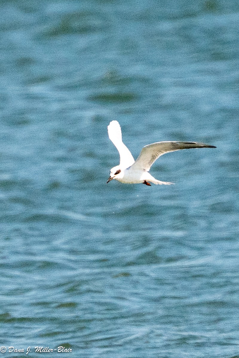 Крячок неоарктичний - ML644285882