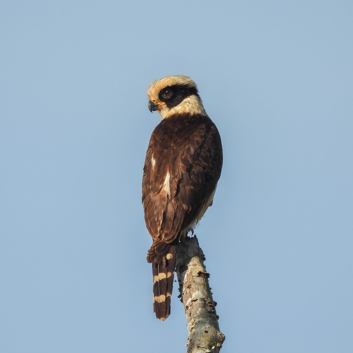 Laughing Falcon - ML644285883